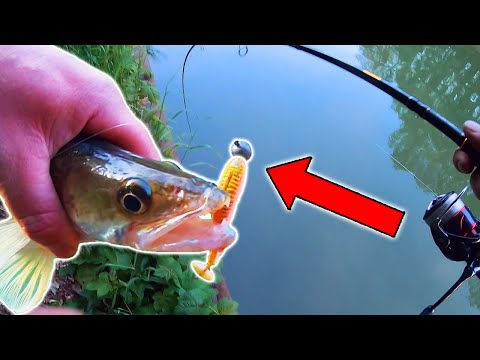 So EINFACH fängst du ZANDER IM KANAL! (inkl. LIVEBISSE)