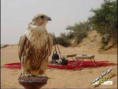عقل الفهيقي الا يا عيون الي
