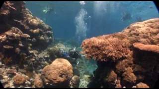 Silver Series - Dive and Snorkel Trips, Great Barrier Reef