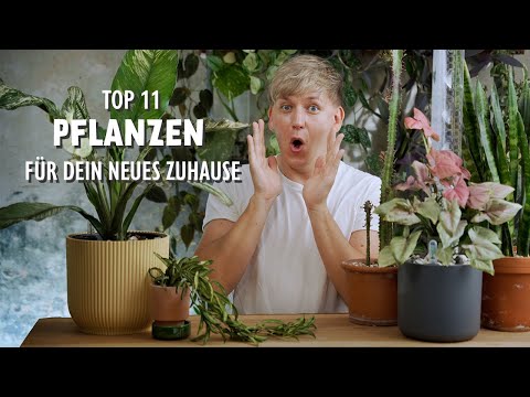 The 11 BEST houseplants for your new home 😱