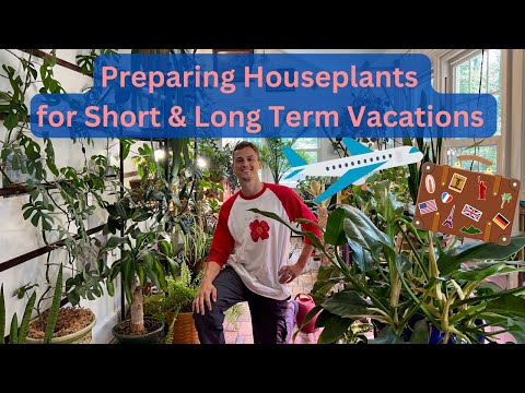 Houseplant Care while Traveling on Vacation - Long Term & Short Term