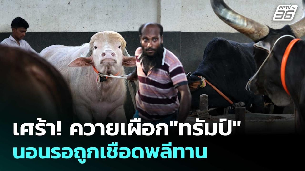 เศร้า! ควายเผือก"ทรัมป์"นอนรอถูกเชือดพลีทาน  | เข้มข