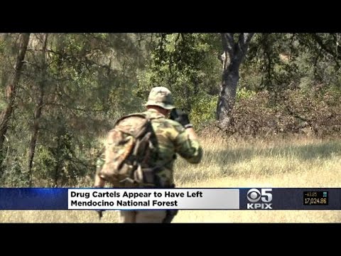 Drug Cartels Appear To Have Left Mendocino National Forest