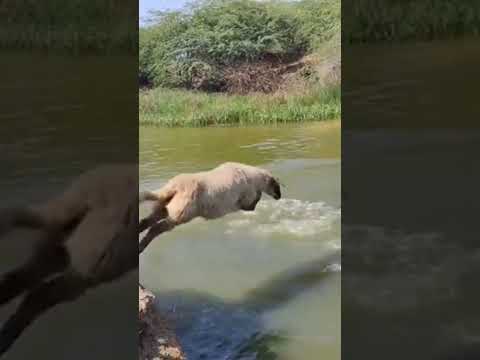 Sheep and Goats Jamping in Water #sheep #goat #animals #video