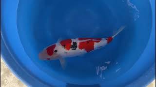 video van Yondan Sanke SA-V24-1070