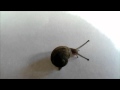 S For Snail Big Animal Movies Clips Animal Alphabet By LucyAnimals Com