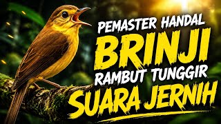 Download lagu BRINJI RAMBUT TUNGGIR JERNIH DURASI PANJANG - MASTERAN MURAI KACER CUCAK IJO TERBAIK 2025 mp3 Download lagu BRINJI RAMBUT TUNGGIR JERNIH DURASI PANJANG - MASTERAN MURAI KACER CUCAK IJO TERBAIK 2025 mp3