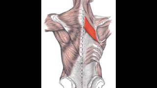 Rhomboid Major Muscle