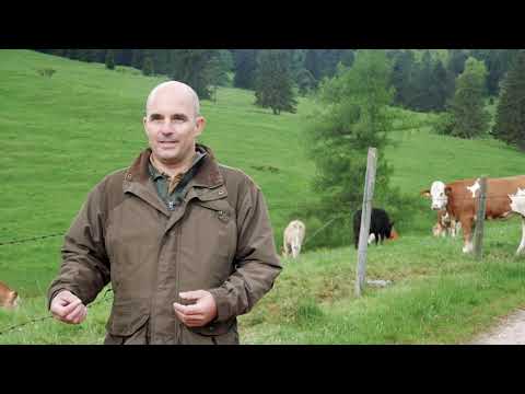 Wandern mit Hunden auf der Alm - Tipps zum richtigen Verhalten