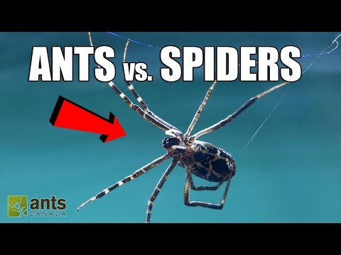 FIRE ANTS vs. GIANT SPIDERS!