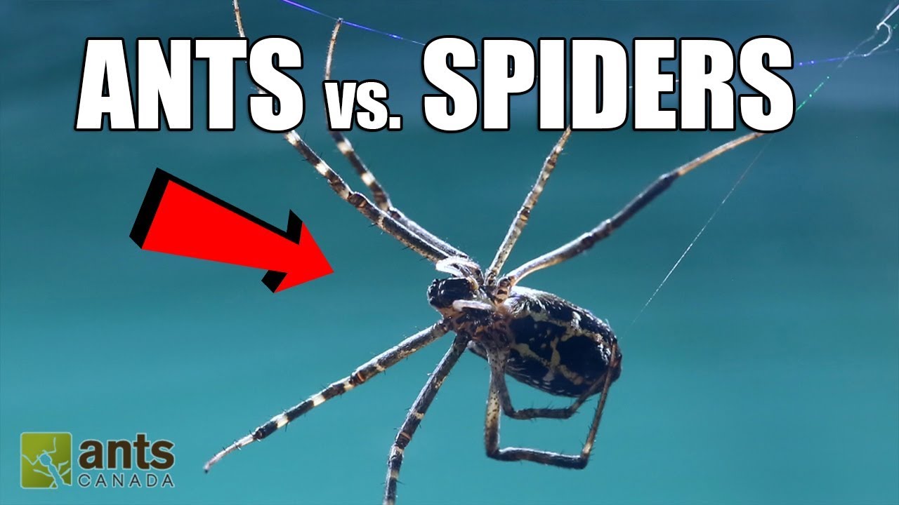 Fire Ants vs. Giant Spiders