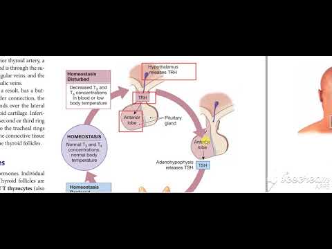 Thyroid gland function 3