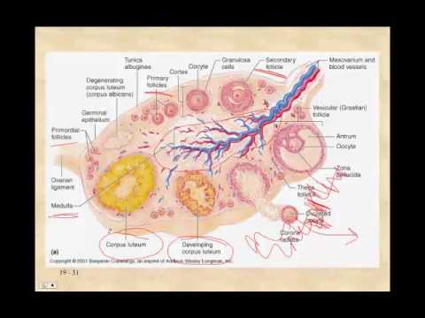 Reproductive Lecture Pt II