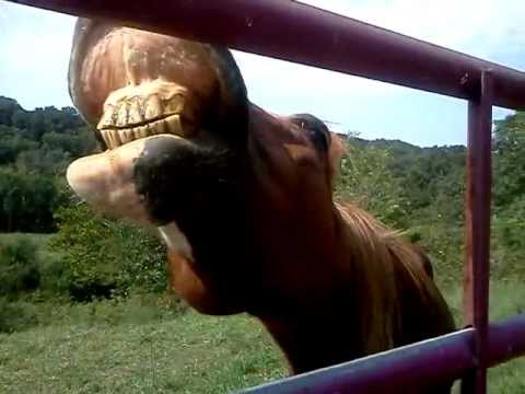 YouTube video about: What does it mean when horses show their teeth?