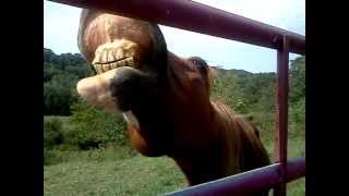 show me your teeth buckshot (the horse)
