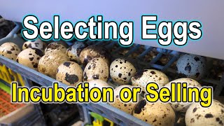 Coturnix Egg Selection Criteria for incubating or selling