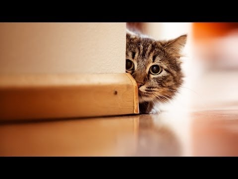 How to Keep Cat from Night Mischief | Cat Care