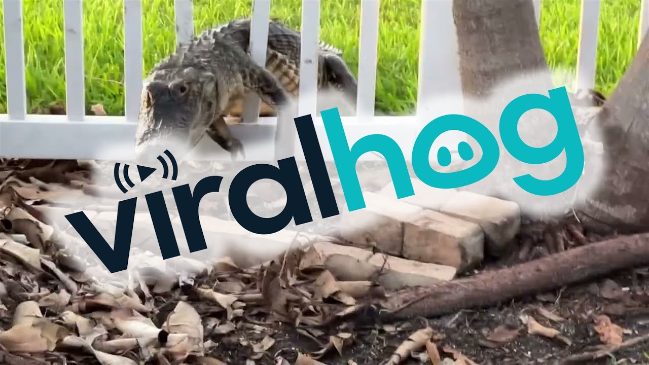 YouTube video preview