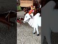 Bailgadi Showpiece Wooden Bullcart Showpiece High Quality Material Bailgadi Bullcart Shorts