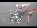 VLOG: Мака на поводке первый раз после родов / Закончили ванную 