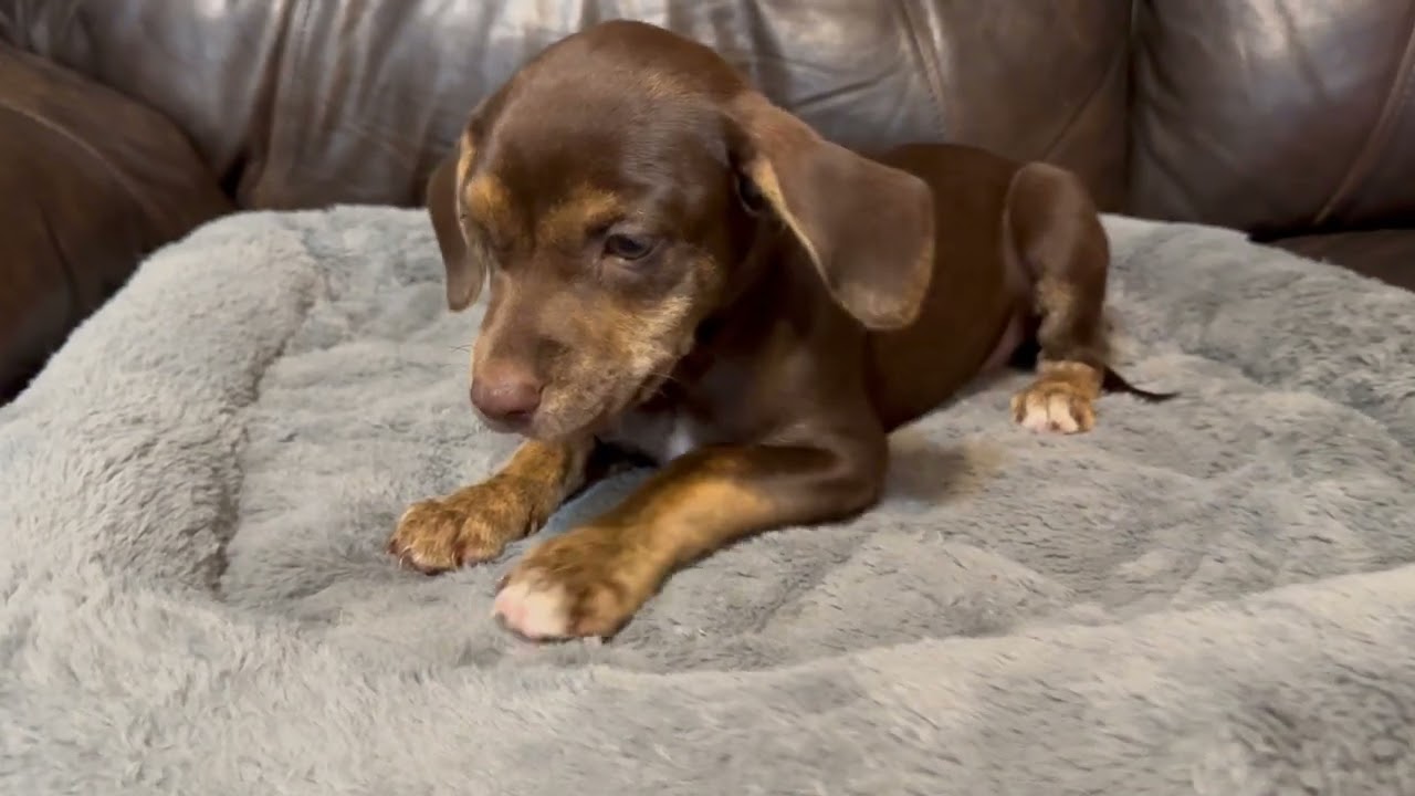 Violet, a ADOPTABLE mixed breed in Maiden, NC video 4/5