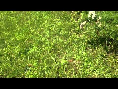 A Fleeting Butterfly by Virginia Mountain Mint