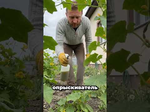 Лучшее средство от всех вредителей прямо у вас на участке! #огород #сад #дача