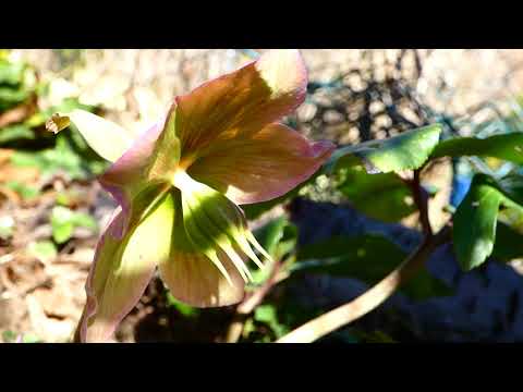 Schneerose, Christrose, Schwarze Nieswurz (Helleborus niger) 22. III. – Christmas rose, hellebore