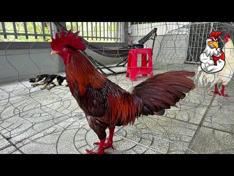 Asil Rooster