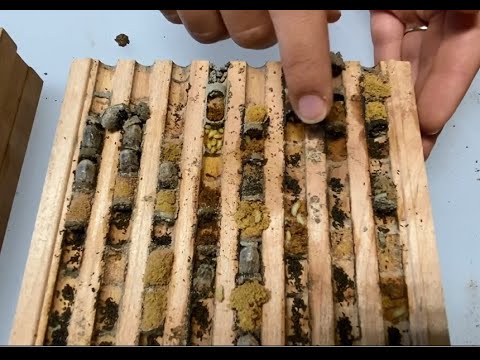 Predators inside a mason bee nesting block - The importance of cleaning your bees every season