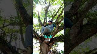 Download lagu Di Kelantan | Perkataan Ke-10 🌳#kelantan #kelate #kelateku #kelatekito #sekkitojangepecoh mp3 Download lagu Di Kelantan | Perkataan Ke-10 🌳#kelantan #kelate #kelateku #kelatekito #sekkitojangepecoh mp3