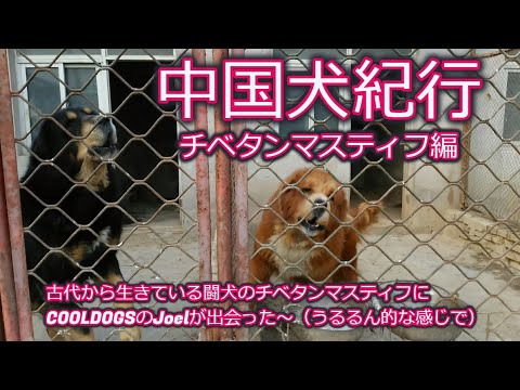 チベタン・マスティフ