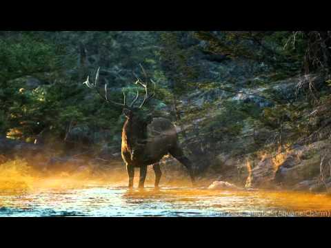 MAYBE ~ Thom Pace ~ Grizzly Adams Theme Song