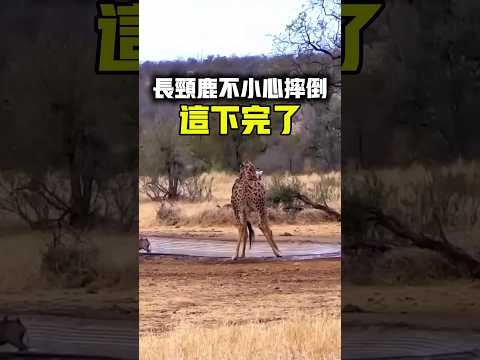 长颈鹿不小心摔倒了 #长颈鹿 #动物 #心灵感悟 #shorts