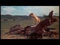 Old Yeller 1957 Opening Credits