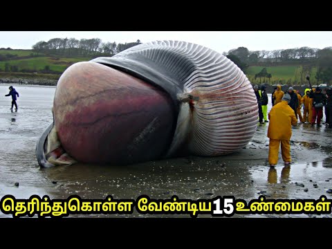 download lagu mp3 mp4 Amazing Facts In Tamil, download lagu Amazing Facts In Tamil gratis, unduh video klip Amazing Facts In Tamil
