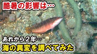 猛暑で熱くなりすぎる海…魚が痙攣していた２年前と同じ日に潜ってみた！