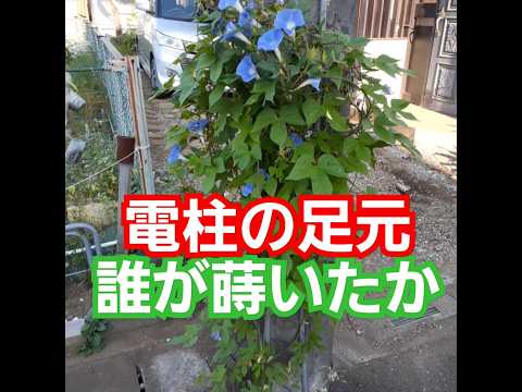 壁を覆うつる性植物: どの種を選ぶべきですか?  庭園