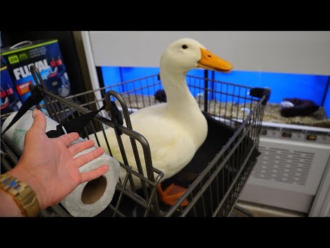 download lagu mp3 mp4 My Duck, download lagu My Duck gratis, unduh video klip My Duck