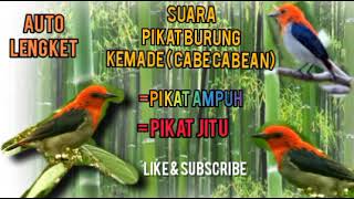 Download lagu Mp3 pikat ampuh burung kemade cabe cabean | pikat andalan pikat jitu mp3