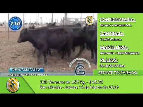 14-03-19 - Venta de Hembras - Remate Televisado de Campos y Ganados S.A. - San Nicolás