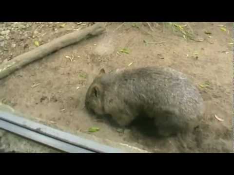 When Animals Talk Ep.1