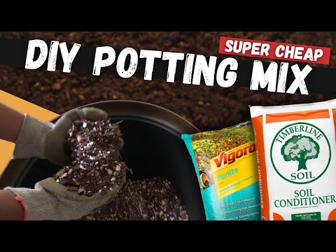 download lagu mp3 mp4 Japanese Maple Soil Mix, download lagu Japanese Maple Soil Mix gratis, unduh video klip Japanese Maple Soil Mix
