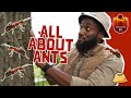 🐜 ALL ABOUT ANTS 🐜 | 5 AMAZING FACTS ABOUT ANTS 🤯 | EXPLORER MAX
