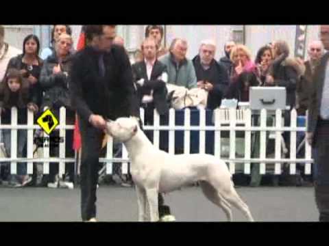 "Perros en acción" Programa Nº 154 Bloque 3