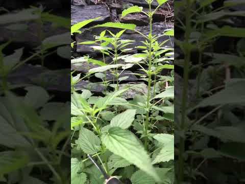 Stinging Nettle Harvest