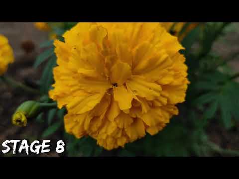 Yellow Mariglod Flower Beautiful Flower Saikumar