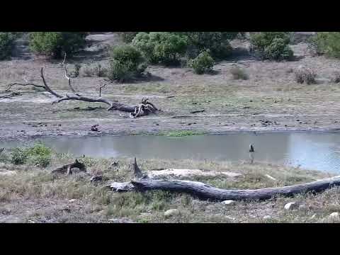 Djuma: Waterbuck and Impalas - 14:08 - 10/11/2022