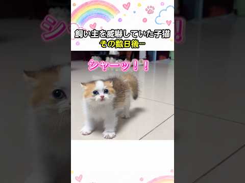 飼い主を威嚇していた子猫その数日後…