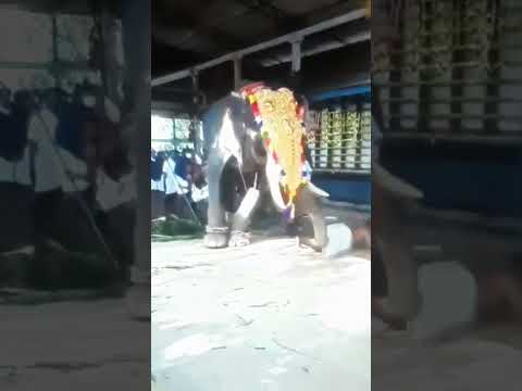 ആന ഇടഞ്ഞു, elephant attack in kerala #elephant #elephantattack #elephantattackinkerala